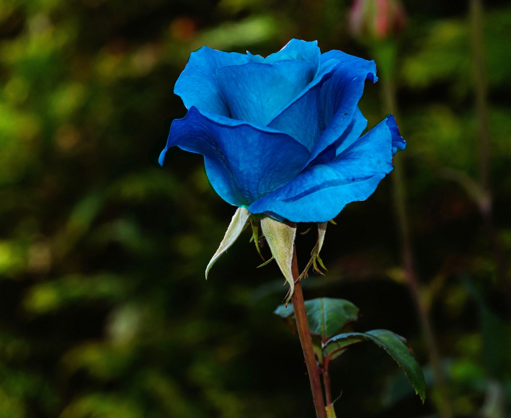 phoyoshoped rose.jpg